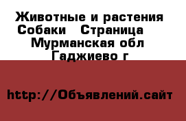 Животные и растения Собаки - Страница 4 . Мурманская обл.,Гаджиево г.